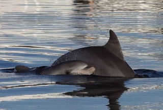  Whalewatching 